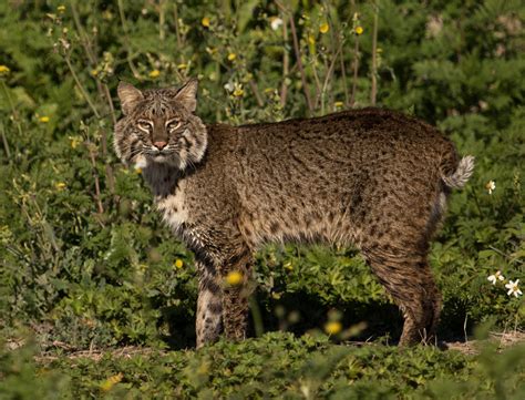 where are bobcats found